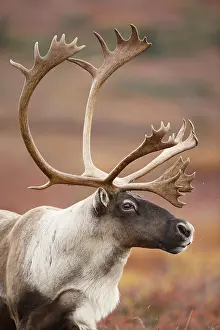 Denali: Caribou (Rangifer tarandus) bull, portrait, Uni
