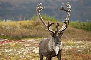 Denali: Caribou (Rangifer tarandus) bull standing on th