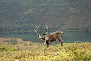Denali: Caribou (Rangifer tarandus) bull standing on th