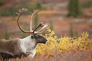 Denali: Caribou (Rangifer tarandus) bull on tundra, por