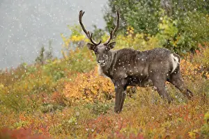 Snowflakes: Caribou (Rangifer tarandus) bull on tundra, sno