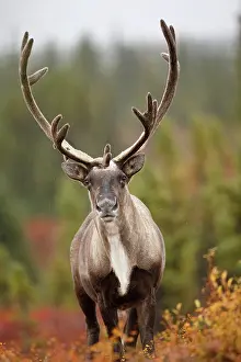 Denali: Caribou (Rangifer tarandus) bull on tundra in t