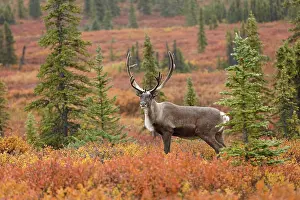 Denali: Caribou (Rangifer tarandus) bull on tundra, Uni