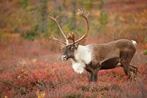 Denali: Caribou (Rangifer tarandus) bull on tundra, Uni