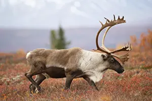 Denali: Caribou (Rangifer tarandus) bull on tundra, Uni