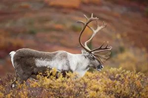 Denali: Caribou (Rangifer tarandus) bull on tundra, Uni