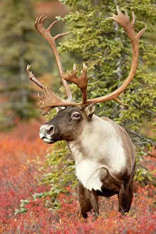 Denali: Caribou (Rangifer tarandus) bull, United States