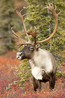 Denali: Caribou (Rangifer tarandus) bull, United States