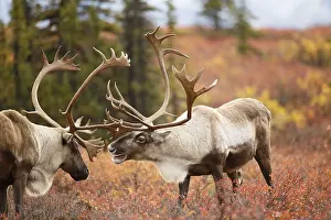 190219: Caribou (Rangifer tarandus) two males sparring