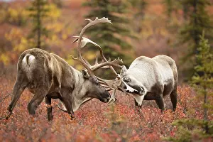 Competition: Caribou (Rangifer tarandus) two males sparring