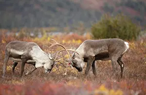 Competition: Caribou (Rangifer tarandus) two males sparring