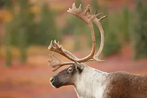 Denali: Caribou (Rangifer tarandus) portrait of a bull