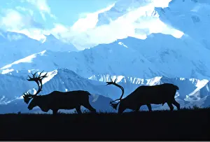 Reindeer: CARIBOU / reindeer - two