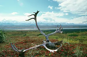 Arcticus: Caribou / Reindeer - antlers on autumn Tundra