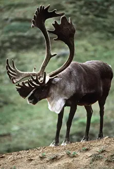 Caribou: CARIBOU / REINDEER - Barren ground caribou