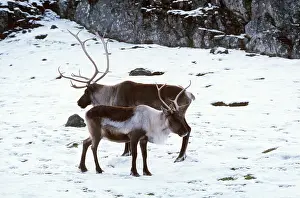 Ian Beames: CARIBOU / REINDEER - in snow