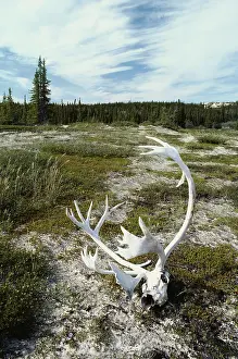 Arcticus: Caribou skull and antlers