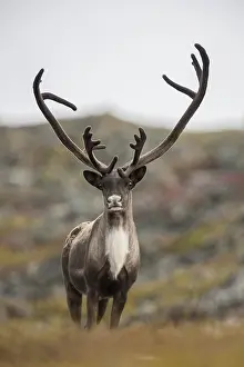 Caribous: Caribou standing on ridge - Lone Caribou standing