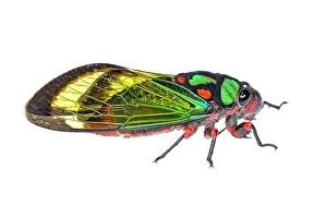 Augustin Esmoris: Carineta diardi isolated on a white background