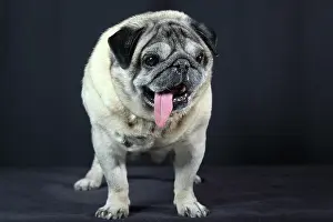 Pugs: Carlin on black background