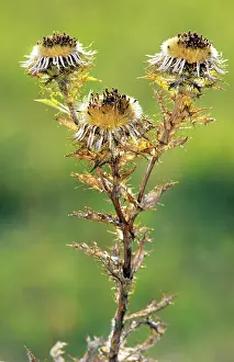 Carlina: Carline thistle