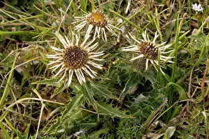 Thistles: Carline thistle