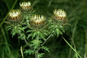 Thistles: CARLINE THISTLE