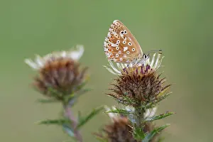 Chalkhill: Carline Thistle