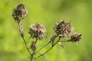 Meijendel: Carline Thistle