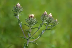Meijendel: Carline Thistle
