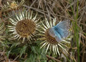 Hexapods: Carline Thistle, Carlina vulgaris, in flower on