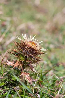 Carlina: Carline Thistle Flower