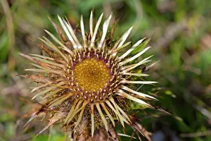 Carlina: Carline Thistle Flower