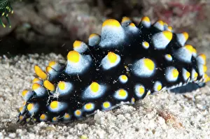 Dock: Carlsonhoff Phyllidia Nudibranch - on sand during night dive