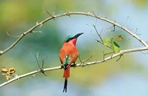 Nubicoides: Carmine Bee-Eater