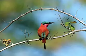 Nubicoides: Carmine Bee-eater