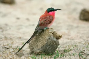 Faeces: Carmine Bee-Eater - on dung ball