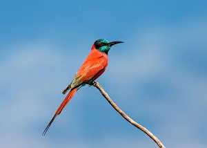 Queen: Carmine bee-eater (Merops nubicus) is sitting on