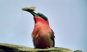 Nubicoides: Carmine Bee-eater - moth prey in beak