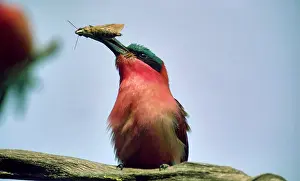 Nubicoides: Carmine Bee-eater - moth prey in beak