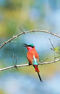 Nubicoides: Carmine BEE-EATER - on perch