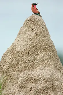 Mounds: Carmine Bee-eater - on termite mound