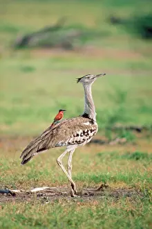 Bustards: Carmine Bee-eater - using Bustard as perch, hawking insects