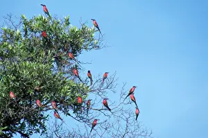 Nubicoides: Carmine Bee-eaters