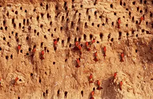 Holes: CARMINE BEE-EATERS - breeding colonies in riverbank