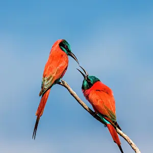 Queen: Two carmine bee-eaters (Merops nubicus) are sitt