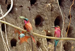 Nubicus: Carmine Bee-eaters - nesting