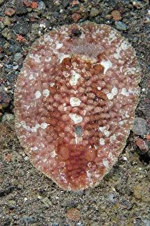 Gill: Carminodoris Nudibranch - Sedam dive site, Tulamben