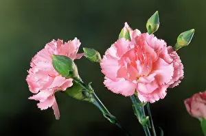Dianthus: Carnation