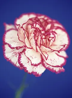 Dianthus: Carnation